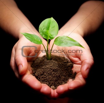 plant is in hands