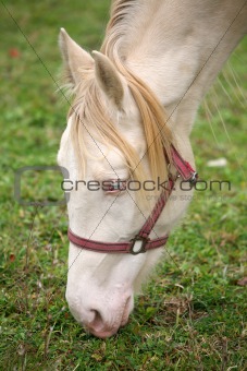 Detail of head of albino horse