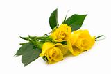 yellow roses on white background