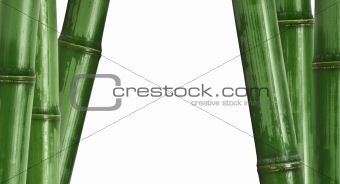 bamboo background isolated on white