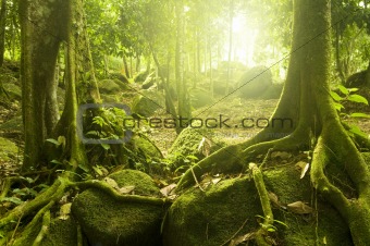 Green forest with ray of light