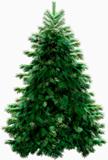 Christmas tree with clipping path