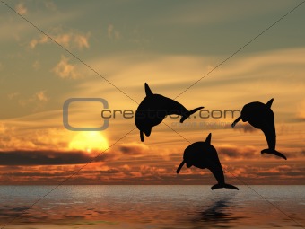 dolphin and sunset