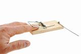 Finger in a mousetrap