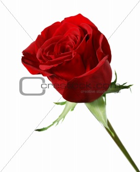 isolated rose 