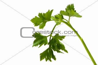 closeup of a parsley leaf isolated on white