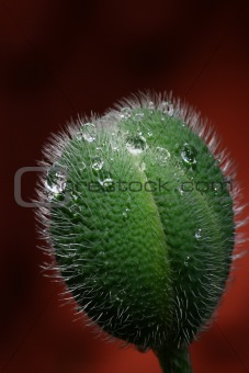 Poppy seedpod