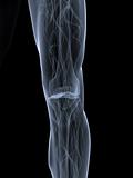 skeletal knee