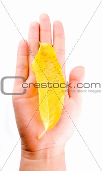 Holding leaf isolated