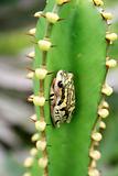 frog on cactus