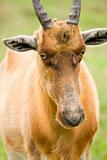 african antelope closeup