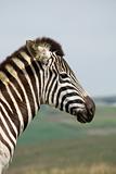 african zebra