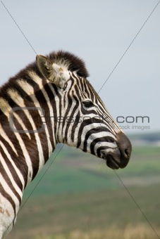 african zebra