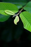 Guava tree leaves