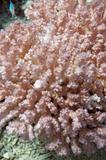 soft coral in the red sea