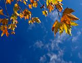 autumn leafs against blue sky