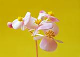 pink flower on yellow