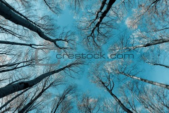 treetops and trunks