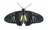 black butterflies isolated