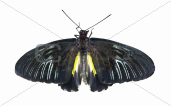 black butterflies isolated