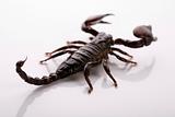 Eight-legged scorpion