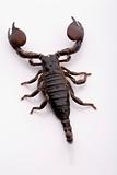Black scorpion