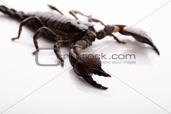 Scorpion background with path