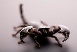 Emporer Scorpion