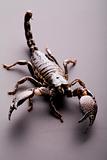 Emporer Scorpion