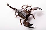 Scorpion on the white background