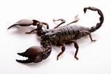 Scorpion on the white background