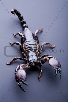 Eight-legged scorpion