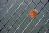 chainlink fence with a dry leaf