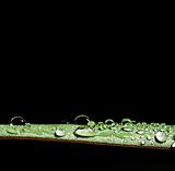drop water on leaf