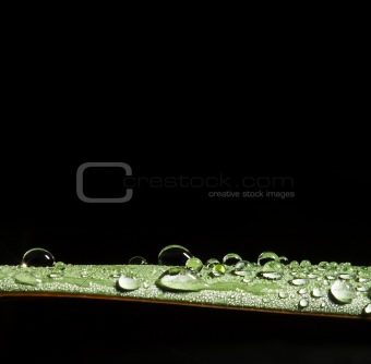 drop water on leaf