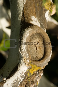 Tree trunk with severed branch