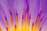 macro on purple water lily
