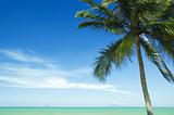 coconut tree and beach