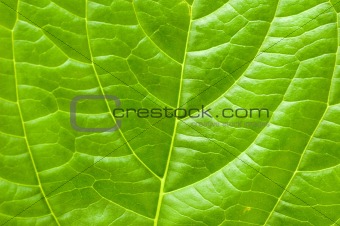 Macro leaf for concept purpose