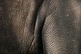 Closeup of elephant skin texture