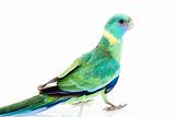 Clonclurry Parakeet