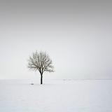Single tree in field during winter 4