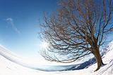 Tree snow sun