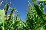 Corn field under blue sky detail