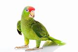 Mexican Red-headed Amazon Parrot