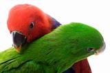 Solomon Island Eclectus Parrots 