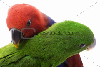 Solomon Island Eclectus Parrots 