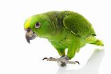 Yellow-naped Amazon Parrot
