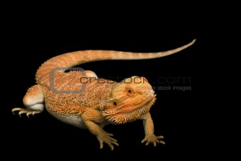 Bearded Dragon (Pogona vitticeps)