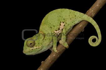 Flat Neck Chameleon 